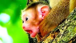 What&rsquo;s So Special About Newborn Baby Monkeys?