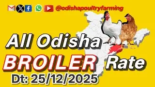 #TodayChaickenRate || #ChickenRate || #todaybroilerrate || #ajirachickenrate ||  Dt-25/12/2025