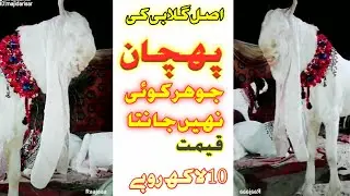 Gulabi Goat Information | Gulabi Bakre Ki Pehchan