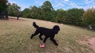 Dog Park TV Running of the hounds, leaves are changing, evenings are cool, Perfect for pups.