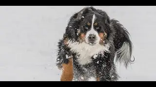 bernese mountain dog wallpaper
