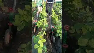 Rural Farmer of sustainable future #11614