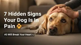 7 Hidden Signs Your Dog Is in Pain (But Tries to Hide From You) | Dog Training