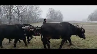 T&uacute;ra a bivaly n&eacute;gyessel