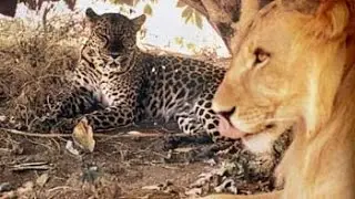 Unlikely Friendship Lion and Leopard Together in the Wild