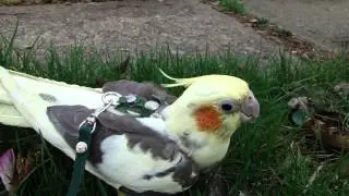 Cockatiel in leather harness from leathers4feathers 2 of  2