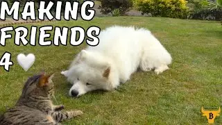 Making Friends 4 🧡 Samoyed and Cat 🧡