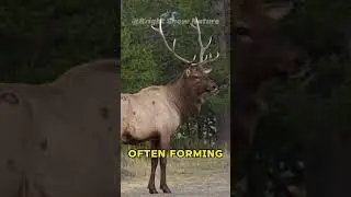 Unbelievable Facts About Elk You Didn't Know! 🦌 | Bright Show Nature
