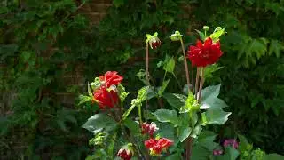 Pamela's flowers in HD