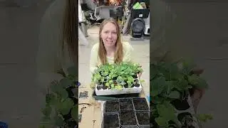 Up potting Seedlings (Transplanting)~🥬~