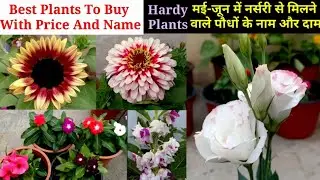 यह 10 पौधे नर्सरी से बहुत सस्ते मिलेंगे Best 10 Summer Plants To Buy From Nursery With Price,Name