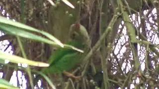 Gestreepte baardvogel - Lineated barbet