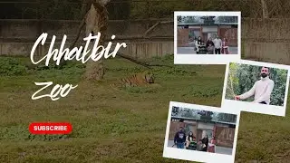 Roaming with the Animals | Chhatbir Zoo Vlog🐅