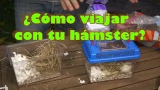 H&Aacute;MSTERS - C&oacute;mo viajar con tu h&aacute;mster