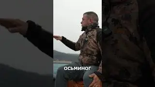 Морепродукты Приморья, о которых стоит знать. Больше в видео на канале, переходи #гребешок #море