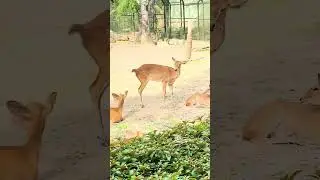 | Bengaluru Best Zoo | #trending #viralvideo #reels #youtube @KarnatakaTvlive