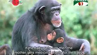 Mother's Day 2016 (Maternal Care in Wildlife)