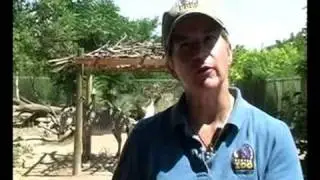 New Birth At Denver Zoo: Grevy's Zebra Elliot