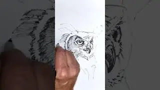 Speedy Owl Ink Drawing In Action!