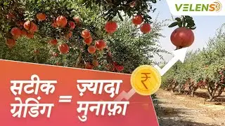 Velens से जानिए अपने अनार की असली कीमत | बुकिंग के लिए 07314502345 संपर्क करें