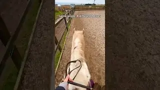 4 different personalities 🤍 #equestrian #horses #ponies