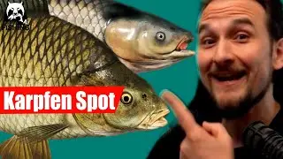 Russian Fishing 4 - Alte Festung - Schuppenkarpfen und Amure
