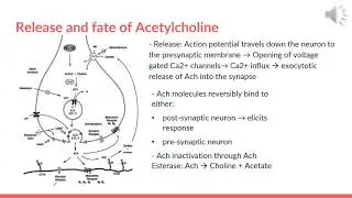 Chapter 5: Introduction to Cholinergic Neurotransmission & Parasympathomimetic Drugs