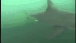 Shark Cage Diving / Diving Shark Alley
