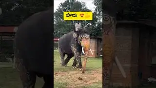 ಭೀಮ ❤️#mysoredasara2025 #bheema #arjun #mysore #dasara #trending #shorts #viralshort #travel28