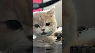 This Is How Animals REALLY Drink Water (It&rsquo;s Shocking) #shorts #animals