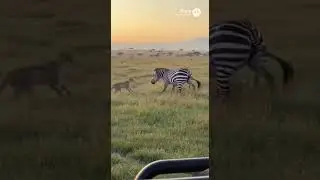 A Zebra's Last Stand Against the Predator | 맹수를 향한 얼룩말의 마지막 저항