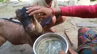 Traditional Village Life\ Nepali Mountainous Life\Rular Nepali Daily life\Primitive Village life
