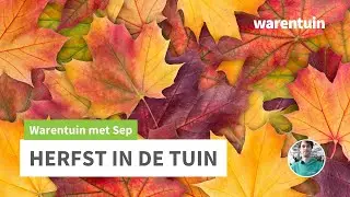 Herfst in de tuin - Bladhoudend en bladverliezende heesters - WARENTUIN