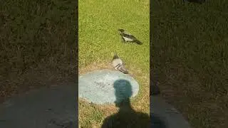 Злой голубь против вороненка #вороны / Evil pigeon vs fledgling crow