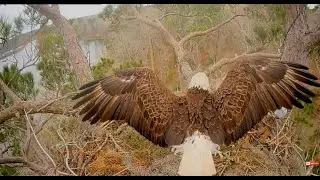KNF Bald Eagle E3- bielik amerykański -  czujna Andria III, wiewi&oacute;rka pod gniazdem 2026 01 24