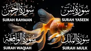 Best Surah Yaseen Recitation, Surah Rahman, Surah Waqiah, Mulk ep 00423 #quranrecitation