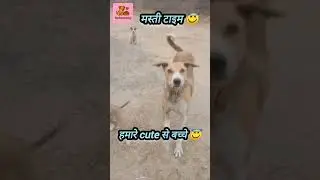 बच्चों के साथ मस्ती 😇🐕//Rescue Puppies 🐕 #Shorts #Shortsfeed