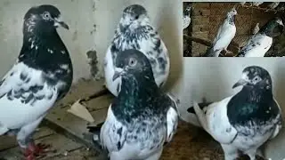 Beautiful Pigeons Collection 🥰 | Ali&rsquo;s Pet Adventures