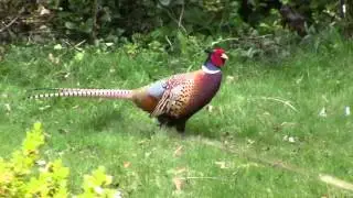 Common Pheasant (Phasianus colchicus)
