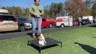 Muchacho the 13 Week Old French Bulldog at the Soccer Complex! Building Engagement & Puppy Obedience