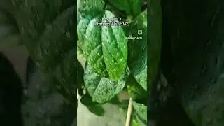 www.upjau.in whatsapp 9953952421 #bleedingheart #salepost #upjau #floweringplants #gardening