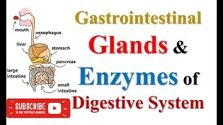#Gastrointestinal Glands & Enzymes of Digestive System | M.Sc. #Medical #Microbiology #lecture #1st