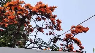 Arrival of Spring Season, Basanta Kaal, Blooming Palash #springseason #palashphul #basantautsav