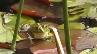 David Monsonego - Frog Conversation in a Garden Pond