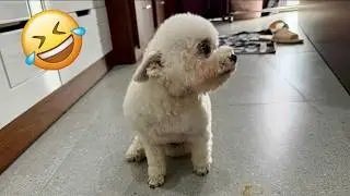 Funny ANIMALS videos 😂 | Funniest Cats and Dogs 2025 🐶😼 Part 59