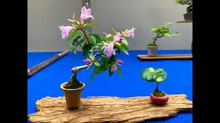❷ MINI BONSAI： 1st Ed. Angyo shohin bonsai exhibition 2023 ・第一回安行小品盆栽展2023