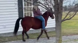 Bay Mare