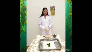 Pr&aacute;ctica de observaci&oacute;n e identificaci&oacute;n  de MACROALGAS