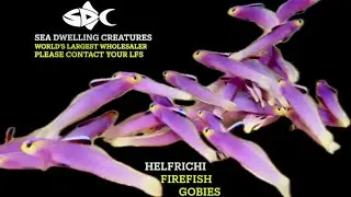 In Stock March 15, 2025 SeaDwelling.com