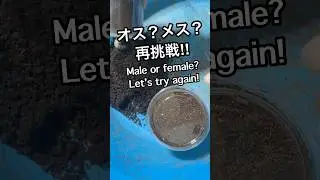 【再挑戦】幼虫の雌雄判別していくI&rsquo;ｍ supposed to sex the larvaeVOICEVOX: 青山龍星